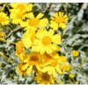 Brittlebush Seeds (Encelia Farinosa) -30 seeds- Desert Wildflower