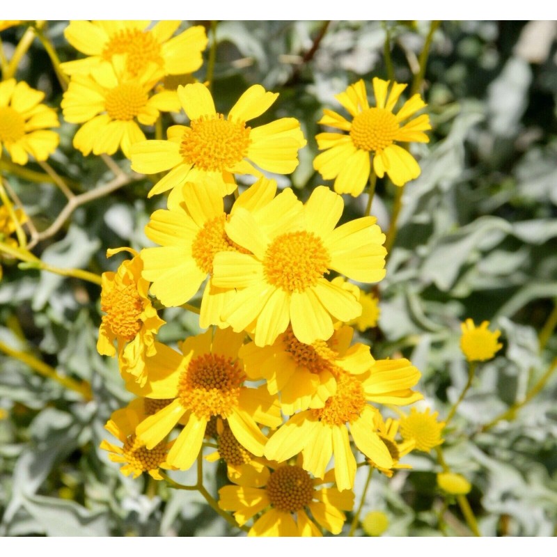 Brittlebush Seeds (Encelia Farinosa) -30 seeds- Desert Wildflower