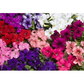 CEMEHA SEEDS - Petunia Unicum F1 Mix Indoor Annual Flowers for Planting