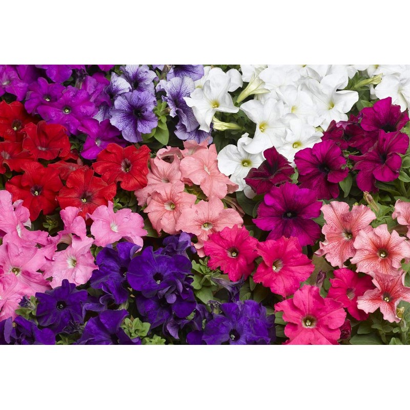 CEMEHA SEEDS - Petunia Unicum F1 Mix Indoor Annual Flowers