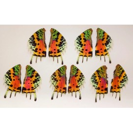 10 PIECES URANIA RIPHEUS MADAGASCAR SUNSET MOTH WINGS
