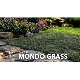 Dwarf Mondo Grass | 50 Live Plants | Japonicus Nanus | Shade Loving Evergreen Lilyturf Groundcover