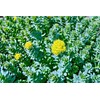 Health Embassy Rhodiola Rhizome (Rhodiola L. - Rhodiola Rosea) (100g)