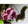 mightyoaktreenursery.com 6 scion cuttings of Akebia Quinata (aka Chocolate Vine)