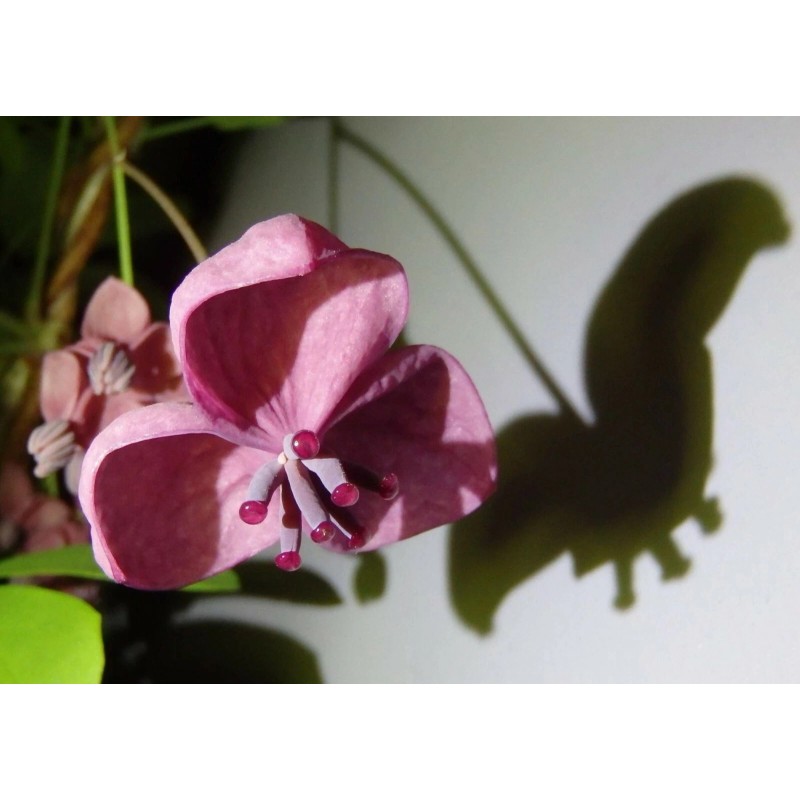 mightyoaktreenursery.com 6 scion cuttings of Akebia Quinata (aka Chocolate Vine)