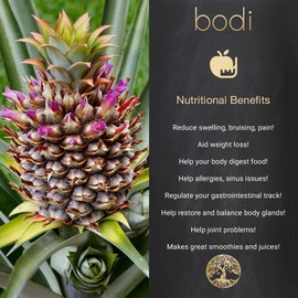 bodi : Bromelain Powder 2400gdu Extract | 2oz to 5lb | 100% Pure Natural Hand Crafted (16 oz)
