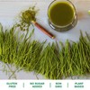 Amazing Grass Wheat Grass Powder: 100% Whole-Leaf Wheat Grass Powder