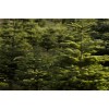 Scenic Hill Farm Abies procera, Noble Fir Trees- Potted 2