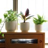 4 + 5 + 6 Inch Ceramic Pots for Indoor