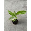 Passion Fruit Tree 10” With Pot Live Plant Ready To