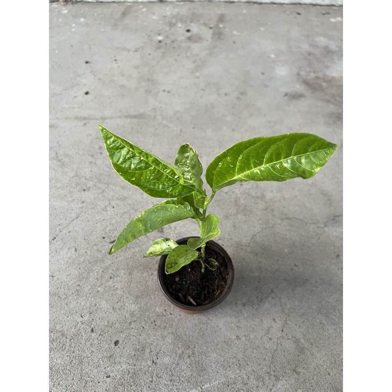 Passion Fruit Tree 10” With Pot Live Plant Ready To