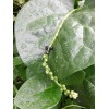 Mai's Family 100 Organic Green Stem Malabar Spinach Alugbati Mong