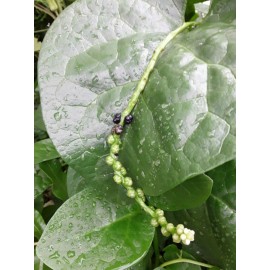 Mai's Family 100 Organic Green Stem Malabar Spinach Alugbati Mong Toi Poi Sang Ceylon seeds