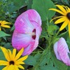 Outsidepride Hibiscus Luna Pink Swirl Flower Seeds - 20 Seeds