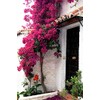 Barbara Karst Bougainvillea Live Plant 5” Tall in A 2.5”