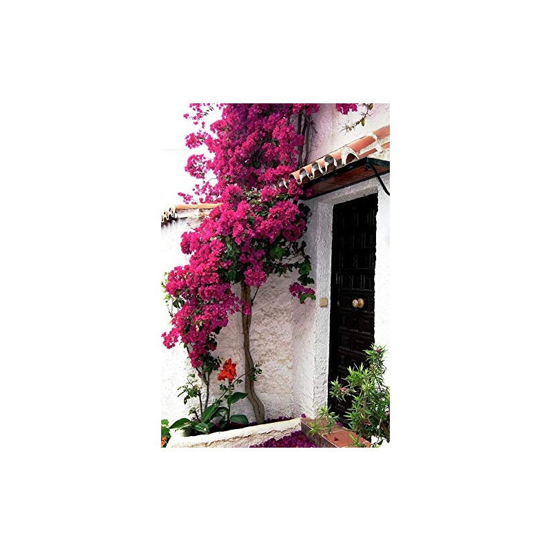 Barbara Karst Bougainvillea Live Plant 5” Tall in A 2.5”