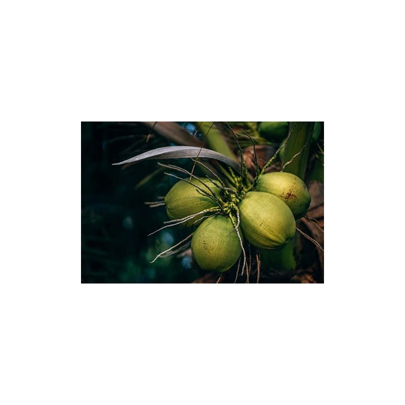 La Maga Crema caliente de coco keto (Hot coconut cream