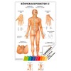 Sport-Tec Body Acupuncture II Mini Poster Anatomy 34 x 24