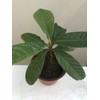 Loquat Tree 8” With Pot Seedling Tropical Ready To Plant