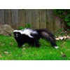 Epic Professional Skunk Scram Repellent 10LB Bag