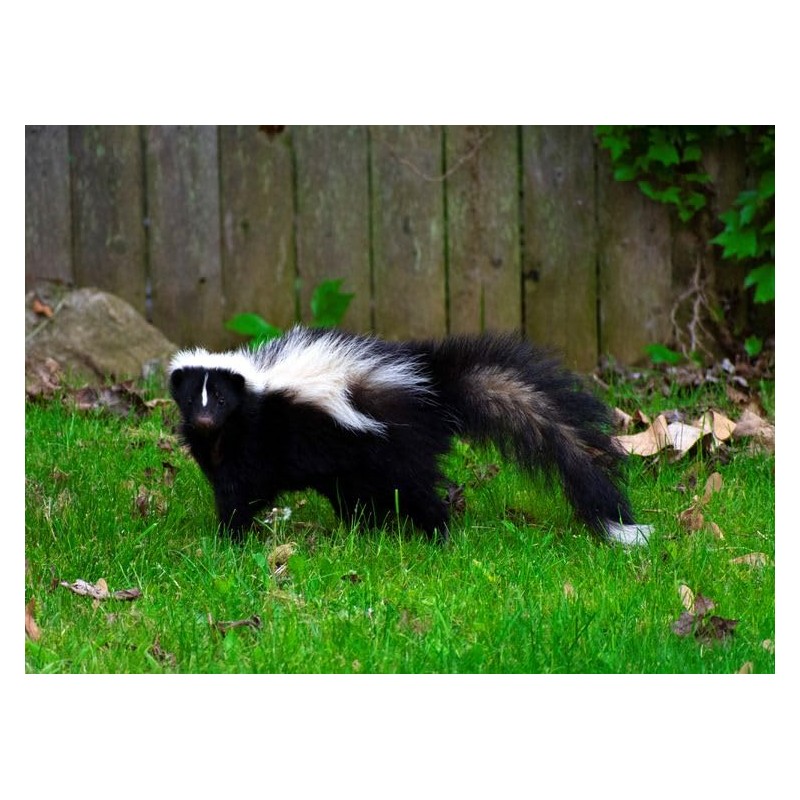Epic Professional Skunk Scram Repellent 10LB Bag