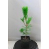 Tree Japanese Black Pine 'Mikawa' Pre-Bonsai 4" pot, ready to