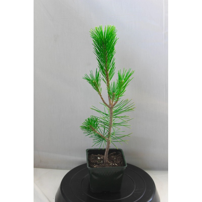 Tree Japanese Black Pine 'Mikawa' Pre-Bonsai 4" pot, ready to