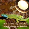 ReptiKing 100W Reptile Heat Lamp Bulbs, 2 Value Pack, Daylight