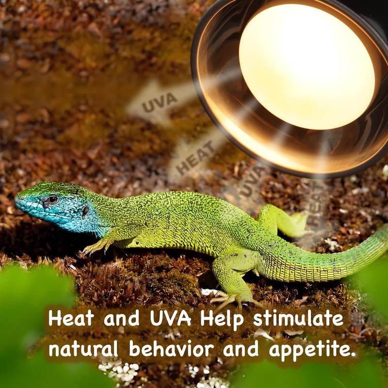ReptiKing 100W Reptile Heat Lamp Bulbs, 2 Value Pack, Daylight