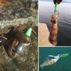 Luminous Squid Jig Hooks Fluorescent Fishing Lure Baits Luminous Cuttlefish