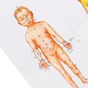 Chinese and English Acupoint Wall Chart Front Large Size Comprehensive