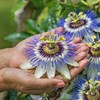 Passiflora Seeds - Packet - Blue/White Flower Seeds, Heirloom Seed,
