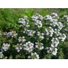 Mix Creeping Thyme Seeds for Planting, Ground Cover Plants -