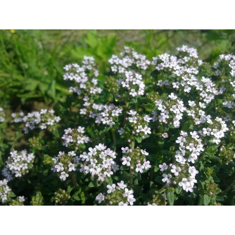 Mix Creeping Thyme Seeds for Planting, Ground Cover Plants -