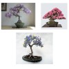 CZ Grain Four Globe Willow Tree Cuttings - Fast Growing