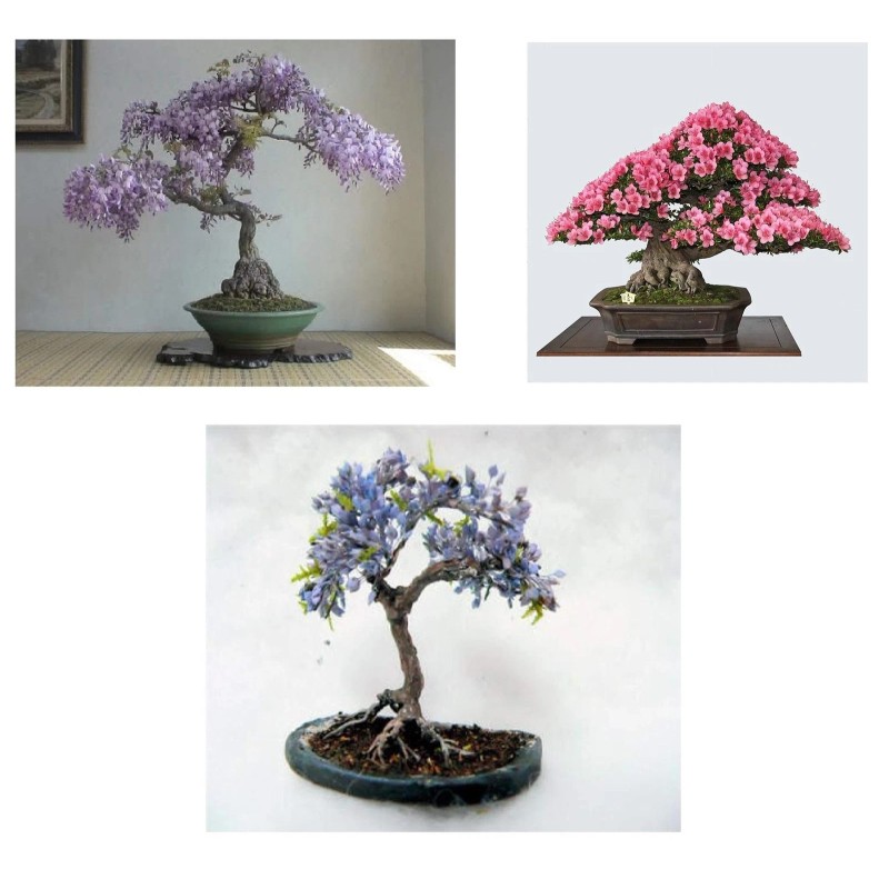 CZ Grain Four Globe Willow Tree Cuttings - Fast Growing