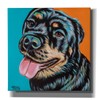 Epic Graffiti 'Rottweiler' by Carolee Vitaletti Canvas Wall Art, 12"