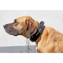 Dingo Gear S04022 Leather Collar for Dogs "Drago" Amortized Black with Handle Handmade 56-64 cm