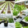 Aatacas 1.5 Inch Rockwool Cubes, Hydroponic Grow Media for Vigorous