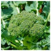 Everwilde Farms - 1 Oz Green Sprouting Calabrese Broccoli Seeds
