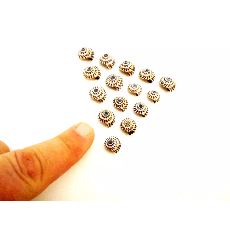 Florida Shells and Gifts Inc. 12 tiny Heliacus Snail Mini