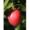 Home-Growth Natal Plum, Carissa Macrocarpa - 20 Seeds 2025 -