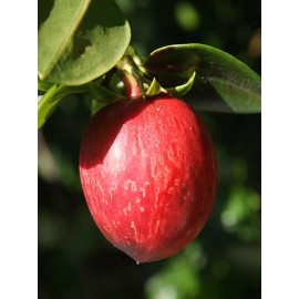Home-Growth Natal Plum,  Carissa Macrocarpa - 20 Seeds 2025 - USA