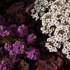 Outsidepride Alyssum Deep Purple - 1000 Seeds