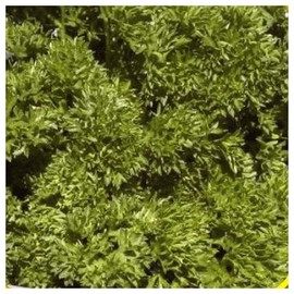 Everwilde Farms - 1/4 Lb Triple Curled Parsley Seeds - Gold Vault