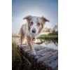 Orbiloc Dual Flashing/Solid Safety LED Light for Dogs - High