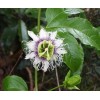 Buy Rare Seeds Passiflora edulis Flavicarpa | Yellow Passionfruit |