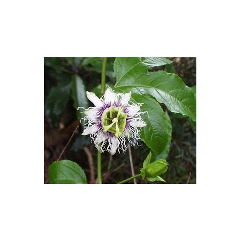 Buy Rare Seeds Passiflora edulis Flavicarpa | Yellow Passionfruit |