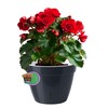 Santino ASTI Set of 3 18 cm Self-Watering Flower Pots