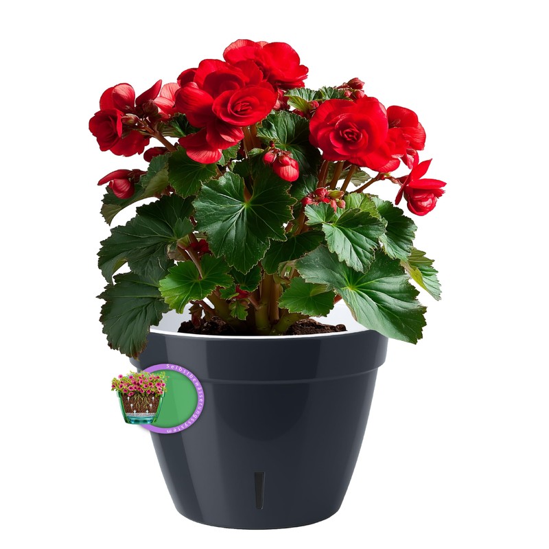 Santino ASTI Set of 3 18 cm Self-Watering Flower Pots